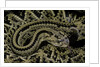 Crotalus durissus durissus (cascabel rattlesnake) by Anonymous