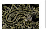 Crotalus durissus durissus (cascabel rattlesnake) by Anonymous