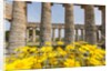 Segesta, the temple by Anonymous