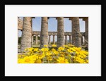 Segesta, the temple by Anonymous