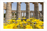 Segesta, the temple by Anonymous