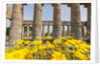 Segesta, the temple by Anonymous