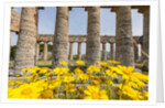 Segesta, the temple by Anonymous
