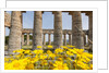Segesta, the temple by Anonymous