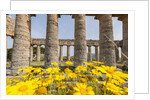 Segesta, the temple by Anonymous