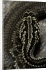 Crotalus durissus terrificus (cascabel or South american rattlesnake) by Anonymous