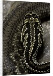 Crotalus durissus terrificus (cascabel or South american rattlesnake) by Anonymous