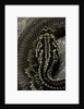 Crotalus durissus terrificus (cascabel or South american rattlesnake) by Anonymous