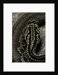 Crotalus durissus terrificus (cascabel or South american rattlesnake) by Anonymous