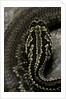 Crotalus durissus terrificus (cascabel or South american rattlesnake) by Anonymous