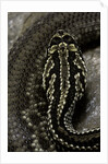 Crotalus durissus terrificus (cascabel or South american rattlesnake) by Anonymous