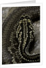 Crotalus durissus terrificus (cascabel or South american rattlesnake) by Anonymous
