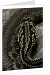 Crotalus durissus terrificus (cascabel or South american rattlesnake) by Anonymous