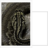 Crotalus durissus terrificus (cascabel or South american rattlesnake) by Anonymous
