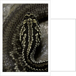 Crotalus durissus terrificus (cascabel or South american rattlesnake) by Anonymous