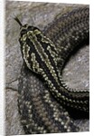 Crotalus durissus terrificus (cascabel or South american rattlesnake) by Anonymous