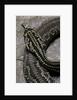 Crotalus durissus terrificus (cascabel or South american rattlesnake) by Anonymous