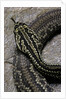 Crotalus durissus terrificus (cascabel or South american rattlesnake) by Anonymous