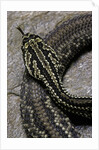 Crotalus durissus terrificus (cascabel or South american rattlesnake) by Anonymous
