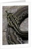 Crotalus durissus terrificus (cascabel or South american rattlesnake) by Anonymous