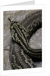 Crotalus durissus terrificus (cascabel or South american rattlesnake) by Anonymous