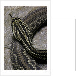 Crotalus durissus terrificus (cascabel or South american rattlesnake) by Anonymous