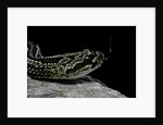 Crotalus durissus terrificus (cascabel or South american rattlesnake) by Anonymous
