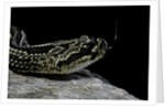 Crotalus durissus terrificus (cascabel or South american rattlesnake) by Anonymous