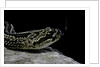 Crotalus durissus terrificus (cascabel or South american rattlesnake) by Anonymous