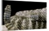 Crotalus tigris (tiger rattlesnake) by Anonymous