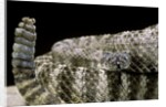 Crotalus tigris (tiger rattlesnake) by Anonymous