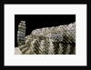 Crotalus tigris (tiger rattlesnake) by Anonymous