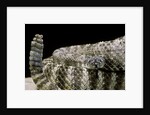 Crotalus tigris (tiger rattlesnake) by Anonymous