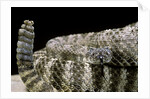 Crotalus tigris (tiger rattlesnake) by Anonymous