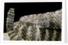 Crotalus tigris (tiger rattlesnake) by Anonymous