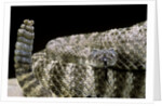 Crotalus tigris (tiger rattlesnake) by Anonymous