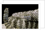 Crotalus tigris (tiger rattlesnake) by Anonymous