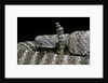 Crotalus tigris (tiger rattlesnake) by Anonymous