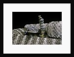Crotalus tigris (tiger rattlesnake) by Anonymous