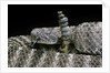 Crotalus tigris (tiger rattlesnake) by Anonymous