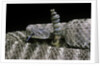 Crotalus tigris (tiger rattlesnake) by Anonymous