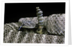 Crotalus tigris (tiger rattlesnake) by Anonymous