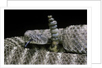 Crotalus tigris (tiger rattlesnake) by Anonymous