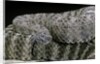 Crotalus tigris (tiger rattlesnake) by Anonymous