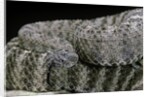 Crotalus tigris (tiger rattlesnake) by Anonymous