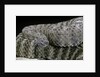 Crotalus tigris (tiger rattlesnake) by Anonymous