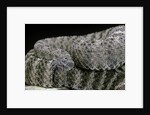 Crotalus tigris (tiger rattlesnake) by Anonymous