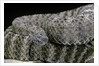 Crotalus tigris (tiger rattlesnake) by Anonymous
