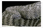 Crotalus tigris (tiger rattlesnake) by Anonymous