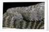 Crotalus tigris (tiger rattlesnake) by Anonymous